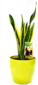 Other options : Large Mother's in law plant, sansevieria in green ceramic pot. 