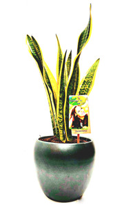 Other options : Large  Mother's in law plant, sansevieria in black  ceramic pot.
