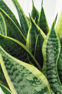 Mother's In Law Tongue, House plant Sansevieria  