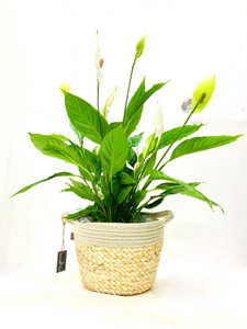 Beautiful combination of a Large Peace lily and  a top quality planter,
Creating a soft Looking. 