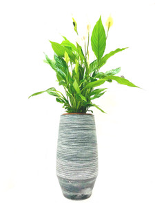 spathiphyllum vividum is a tall with large flowers Peace lily  house plant  in a tall planter, creating impressive luxury style  great for home offices and reception.
Height approx 85-95cm cm in total