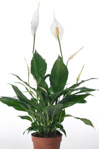 White flowers House plant Spathiphyllum vividum has a large leaves and large flowers growing above the foliage.   