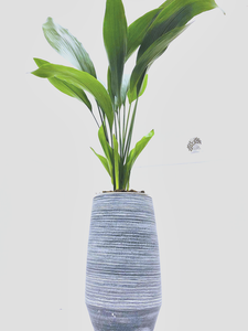  A wow impact , Simple , classic modern looking display of a living aspidistra ( cast iron ) and modern hand made vase planter. 
Total height may vary from 90cm to 120cm. 