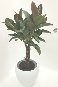 Quality white ceramic pot with a braided stem Rubber plant (Ficus elastica).
Easy to grow , large shiny leaves with red marks air purifying house plant.