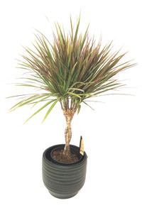 Dracaena marginata  easy care plant add warmth colours all year around with elegant braided stem, Order online free fast delivery in the UK only  