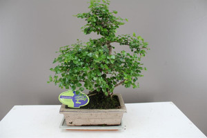 Bonsai Ligustrum small leaves S shape