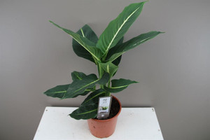 Dieffenbachia Green Magic