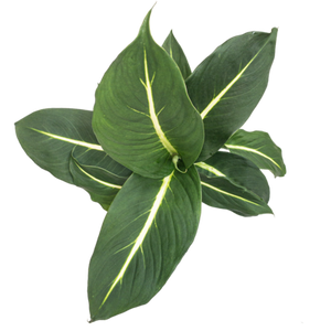 Dieffenbachia Green Magic