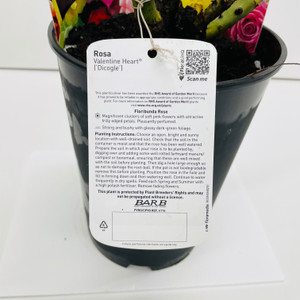 Valentine Heart Potted Rose - 5.5 Litre Pot