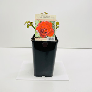 Special Dad Celebration Gift Rose - 5.5 Litre Pot