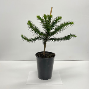 Araucaria Araucana Monkey Puzzle Tree - 60cm Height