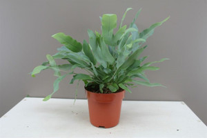 Blue Star indoor Fern