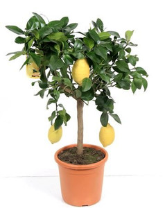 Large Lemon Tree with Fruits