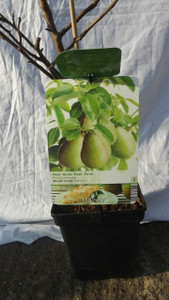 Dwarf Green Pear Tree