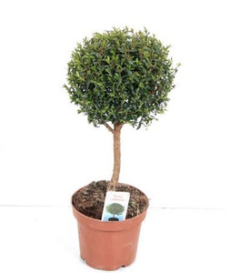 Myrtus  shaped small. Fragrance plant.