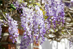 Chinese Wisteria