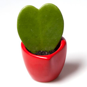 Hoya Kerrii Lucky Heart - Lovely Sweetheart Plant in Ceramic Heart Shaped Red Pot - Stylish Addition to any Home or Special present for a Loved One