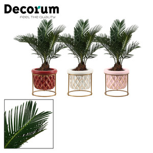 Cycas Palm with a  decorative pot and a metal stand , great on table/ desk  small area. ideal gift. Easy to grow.