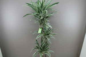 3 in 1 Dracaena White Stripe