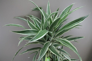 Dracaena White Stripe