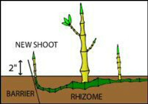 Bamboo rhizome barrier