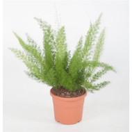 'Myers' Asparagus Fern - Foxtail fern Extra Large -Pot size 21cm, height 70cm.