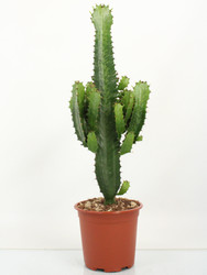 Euphorbia Eritrea  p21 70cm  Large cactus 