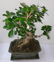 Chinese Elm Bonsai