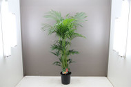 1.4m Kentia Palm (Howea Forsteriana) 