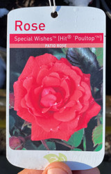 Special Wishes Potted Rose - 5.5 Litre Pot