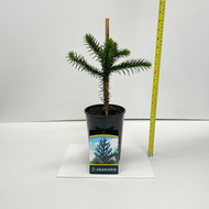 Araucaria Araucana Monkey Puzzle Tree - 40cm Height 