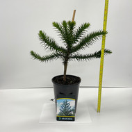 Araucaria Araucana Monkey Puzzle Tree - 60cm Height