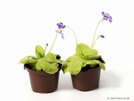 Butterwort- Pinguicula Weser carnivorous plant