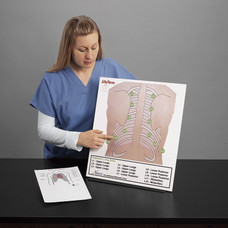 Life/form  Posterior Auscultation Practice Board