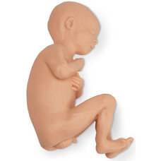 Full-Term Male Human Fetus Replica