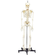 Budget Bart Skeleton