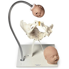 Pelvic Bone With Fetal Heads On Stand