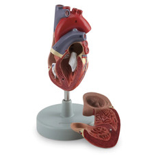 Human Heart Model - 2 Part