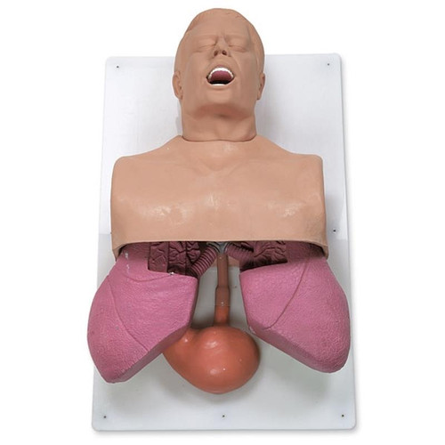 Simulaids Adult Airway Management Trainer