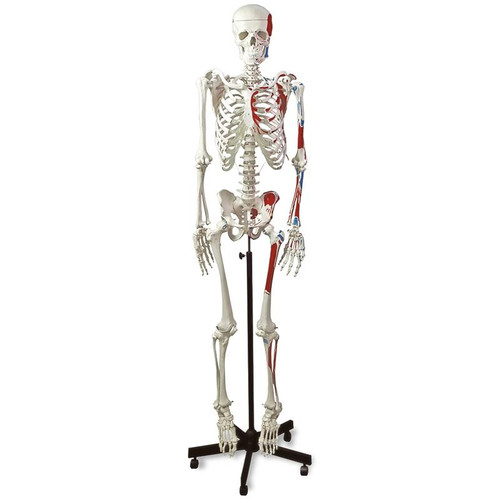 Full-Size Human Skeleton with Muscles and Ligaments