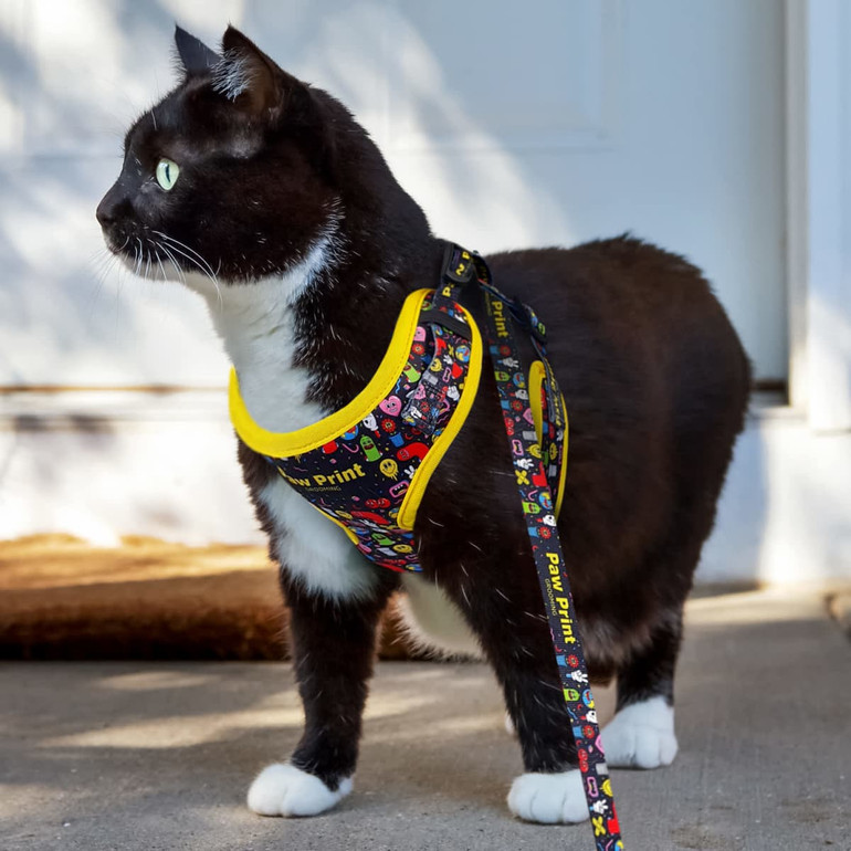 A black cat wearing a colourful harness with a yellow trim and a matching leash, standing outdoors.