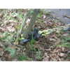 Brush Grubber Brush Grubber, Heavy-Duty BG-08