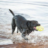 Air Kong Squeaky Medium Football Dog Toy KO-ASFB2 812730