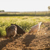 Standlee Premium Western Forage Sweet Coop 5 Lb. Bedding Enhancer 2700-90150-0-0 736613