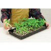 PlantBest 50-Pellet Coir Greenhouse Kit 3261 720774