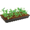 PlantBest 50-Cell Coir Seed Starter Kit 3448 709991