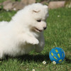 Nerf Dog