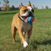 Nerf Dog 16 In. Blaster Dog Toy with Ball Clip 3343 719271