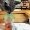 Fly Lid Cup Fly Trap Display (18-Piece) 41064 733182