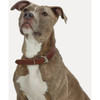 Boss Pet Guardian Gear 1 In. x 16 to 19 In. Leather Hunting Dog Collar 30023 727229